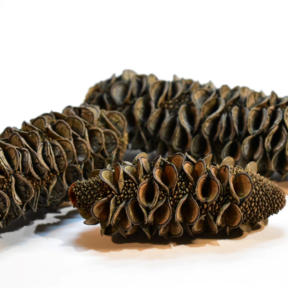 Banksia Seed Pods for Aquariums - Set of 3