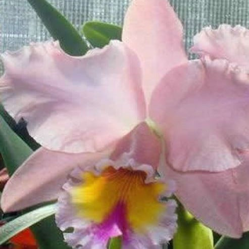 RLC George King 'Serendipity' x Cattleya Orchid Tissue Culture Cup ...