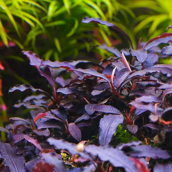 The Guppy Garden