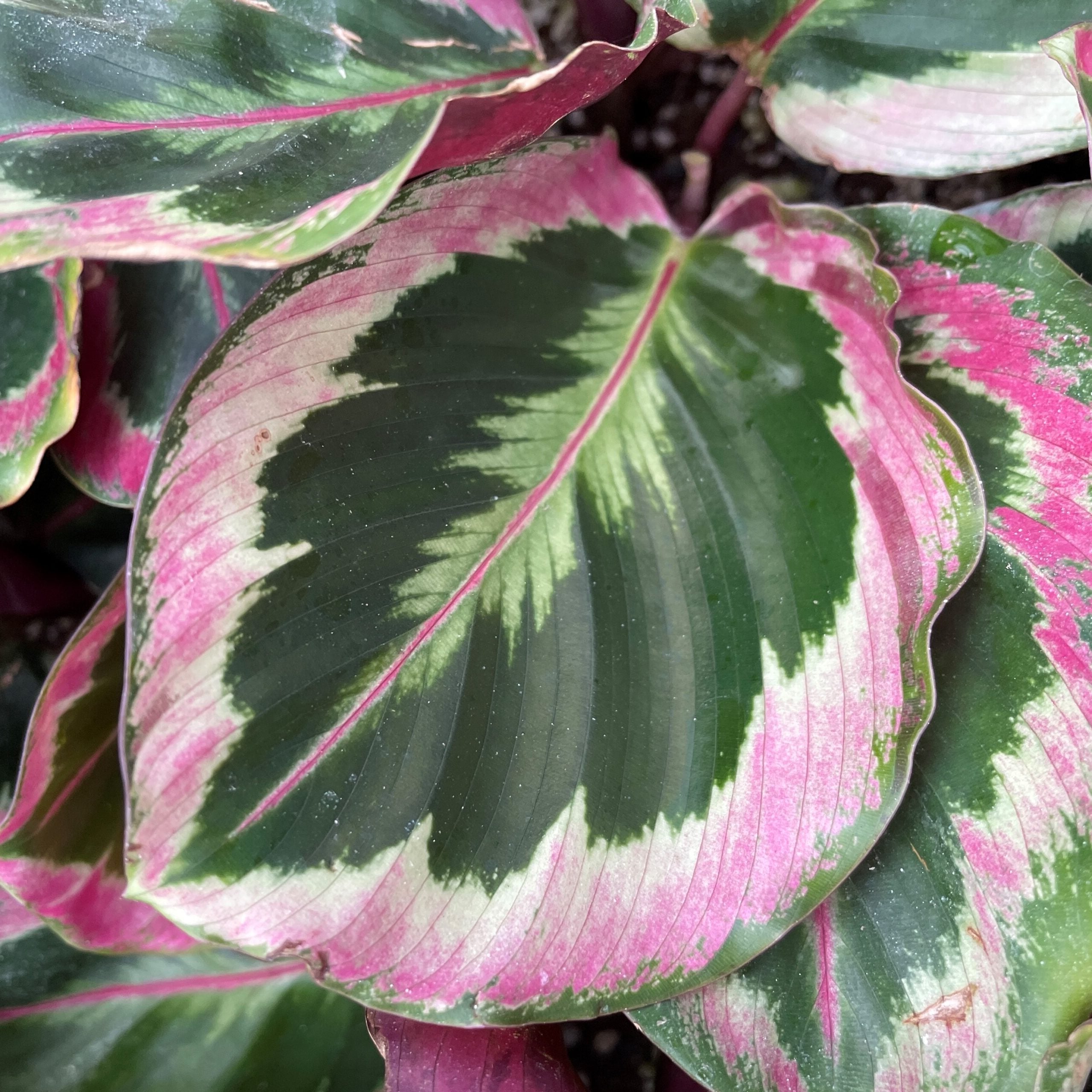 Calathea roseopicta 'Marion' / 'Shinestar' - Tissue Culture Plants