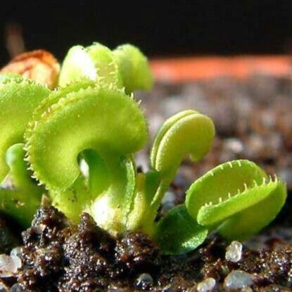 Venus Fly Trap Mini 'Cudo' Smallest Dionaea muscipula - Tissue Culture Cup