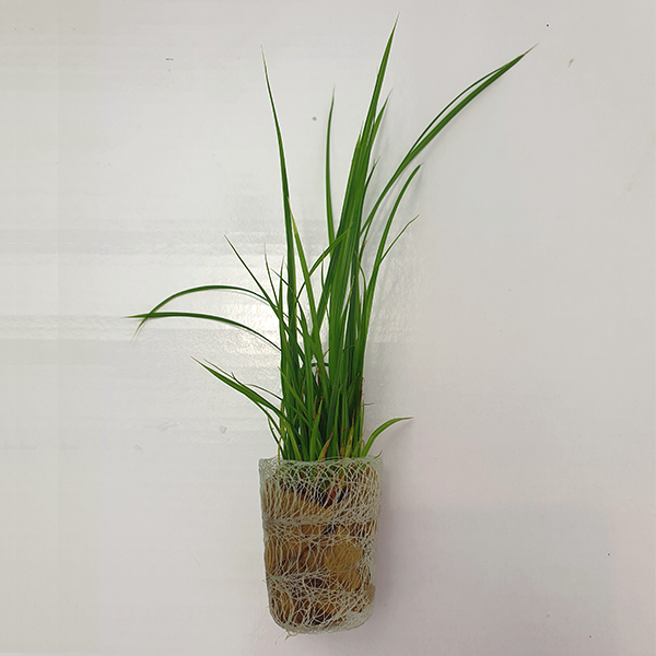 Cyperus Helferi - 5cm Net Pot