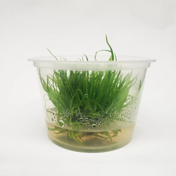 Cyperus Helferi - Tissue Culture Cup