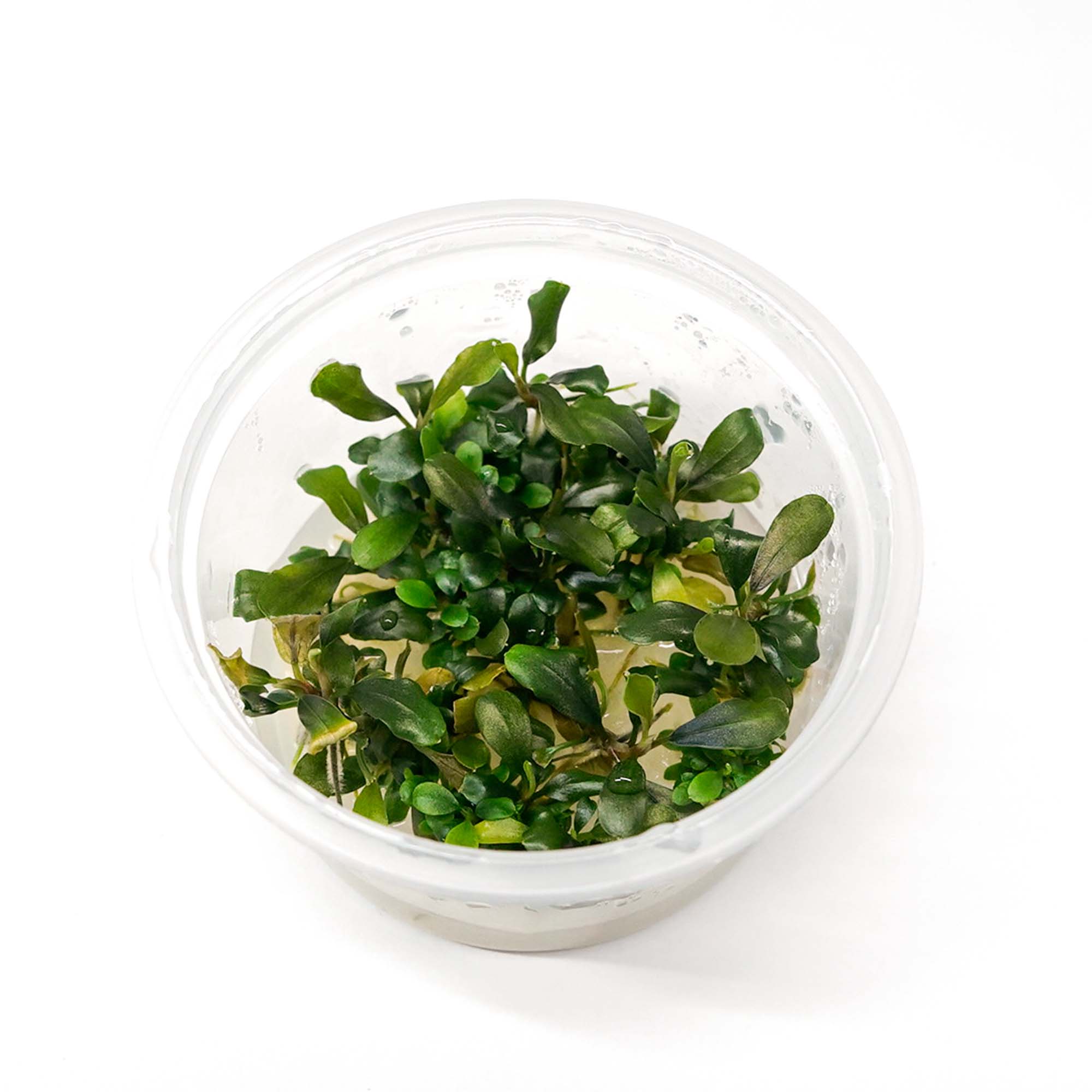 Bucephalandra Wavy Green - Tissue Culture Cup