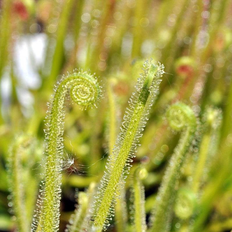 The Guppy Garden