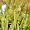 Drosera filiformis var. tracyi 'Thread-leaf Sundew' - Tissue Culture Cup