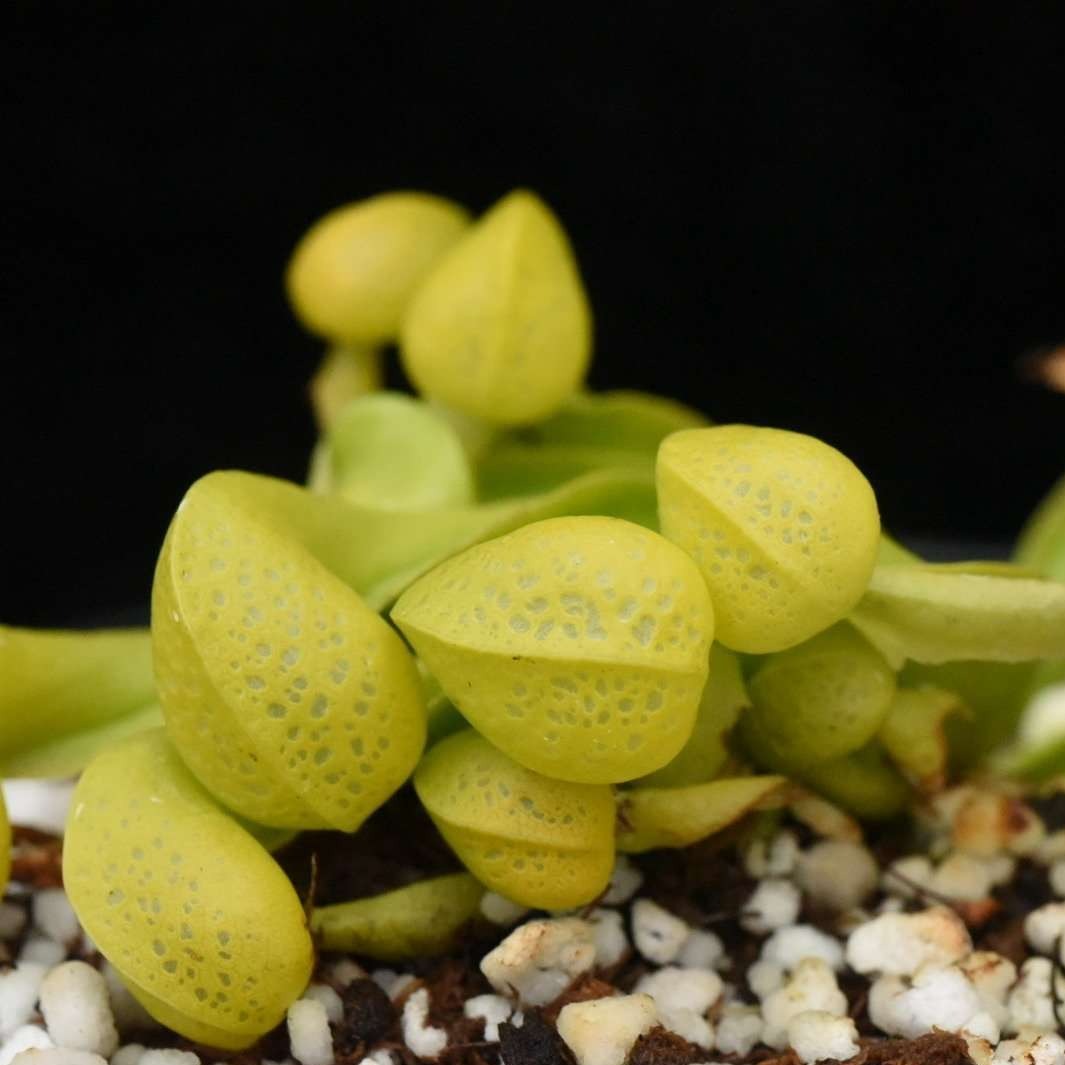 Darlingtonia californica ‘Othello’ Cobra Lily Plant - Tissue Culture Cup
