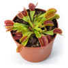 Venus Fly Trap 'Kakariki' Dionaea muscipula - Tissue Culture Cup