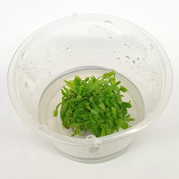 Venus Fly Trap 'Jaws' Dionaea muscipula - Tissue Culture Cup