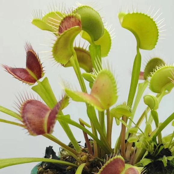 Venus Fly Trap 'Holland hybr' Dionaea muscipula - Tissue Culture Cup