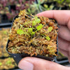 Venus Fly Trap 'Korean Melody Shark hybr' Dionaea muscipula - Bio Cup