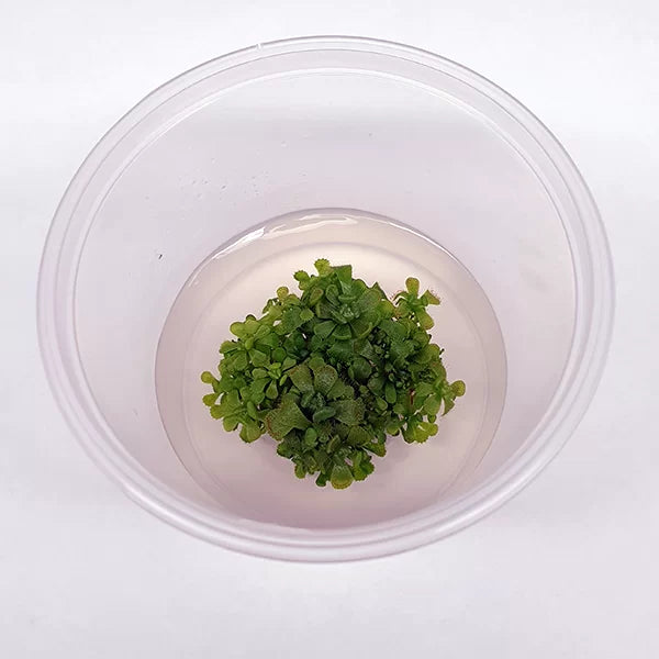 Drosera admirabilis ‘Floating Drosera’ Sundew  - Tissue Culture Cup