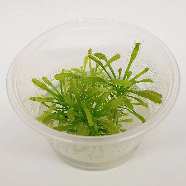 Drosera capensis ‘Cape Sundew’ - Tissue Culture Cup