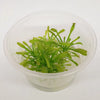 Drosera capensis ‘Cape Sundew’ - Tissue Culture Cup