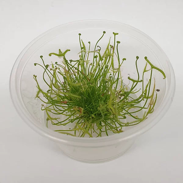 Drosera binata 'Fork-leaved Sundew' - Tissue Culture Cup