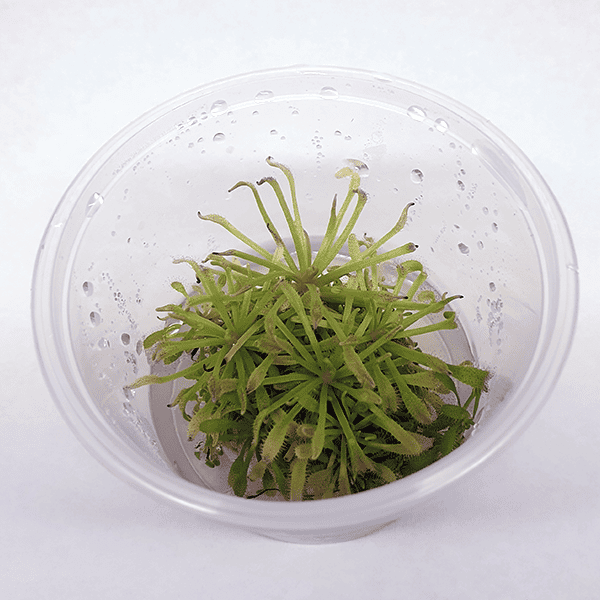 Drosera capensis ‘Tamlins Red’ sundew - Tissue Culture Cup