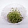 Drosera capensis ‘Tamlins Red’ sundew - Tissue Culture Cup