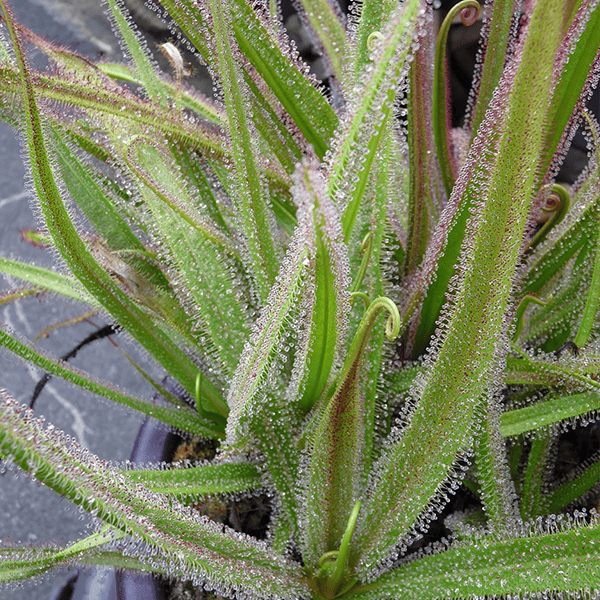 Drosera regia 'King Sundew'  - Tissue Culture Cup