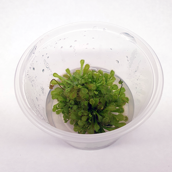 Drosera spatulata var. lovellae - Tissue Culture Cup