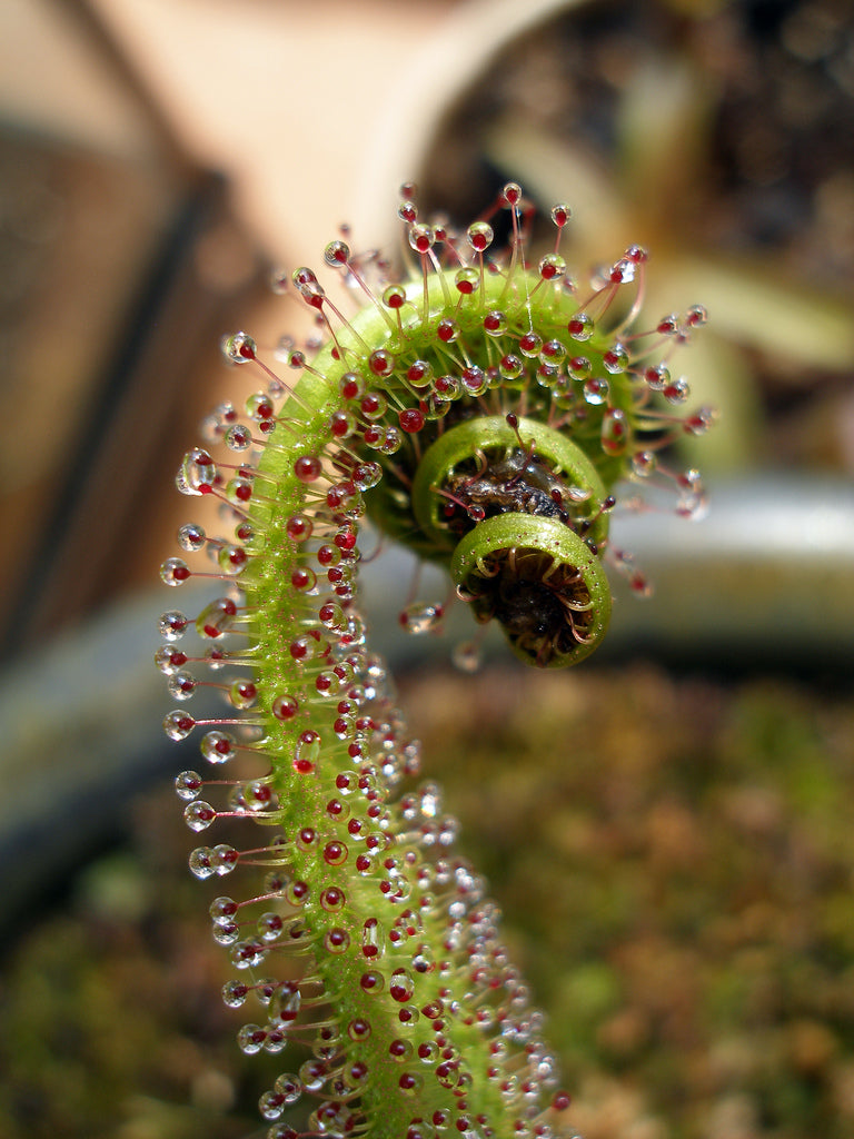 The Guppy Garden