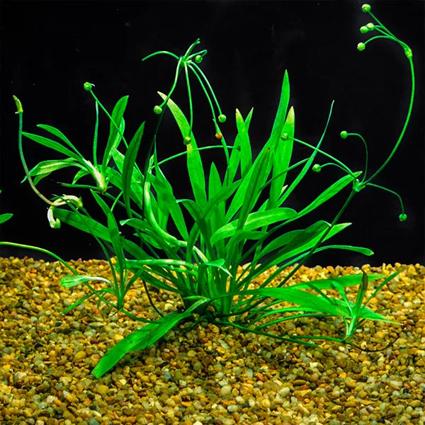 Echinodorus tenellus ‘Pygmy Chain Sword’ - Tissue Culture Cup