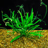 Echinodorus tenellus ‘Pygmy Chain Sword’ - Tissue Culture Cup