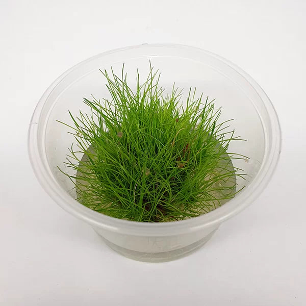 Eleocharis acicularis ‘Dwarf Hair Grass’ - Tissue Culture Cup