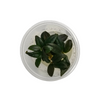 Ficus Elastica 'Shivereana' - Tissue Culture Plants