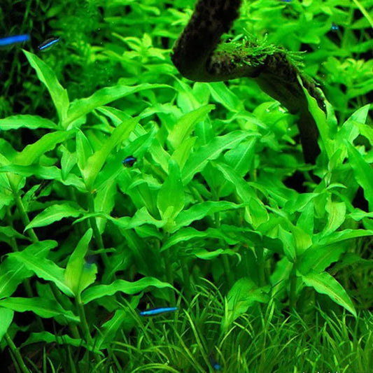 Floscopa Scandens ‘Mini Bamboo’ - Immersed Grown Net Pot