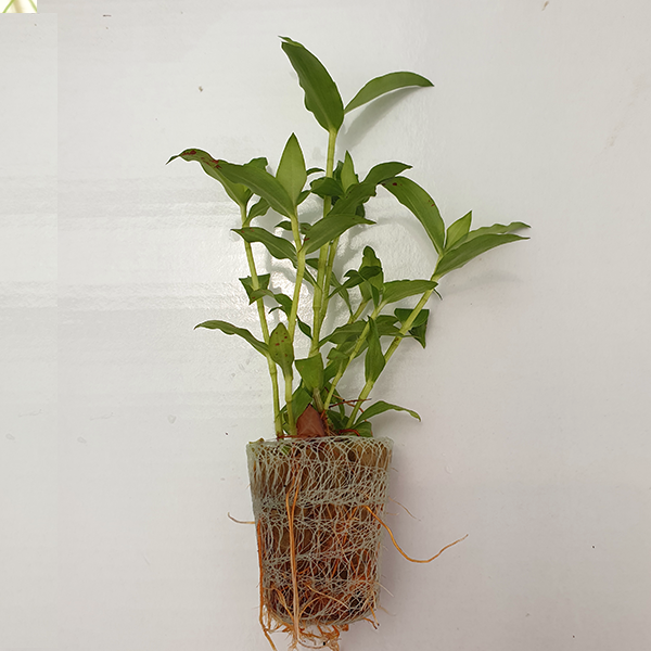 Floscopa Scandens ‘Mini Bamboo’ - Immersed Grown Net Pot