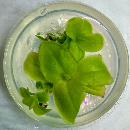 Pinguicula 'Weser x fraser' Butterwort Plant - Tissue Culture Cup