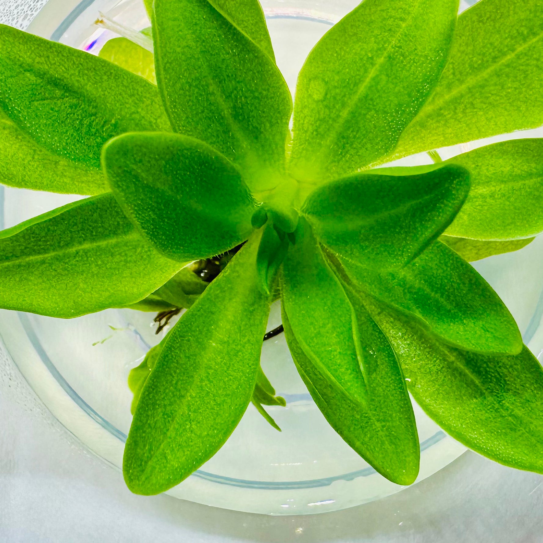 Pinguicula 'potosiensis' Butterwort Plant - Tissue Culture Cup