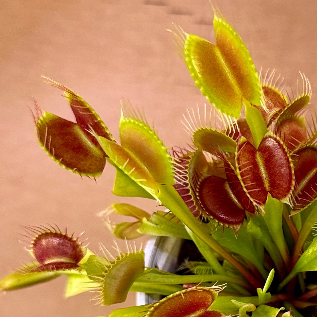 Dionaea muscipula ‘Typical' Venus Flytrap - 7cm Pot