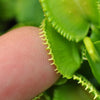 Venus Fly Trap 'Green Wizard' Dionaea muscipula - Tissue Culture Cup