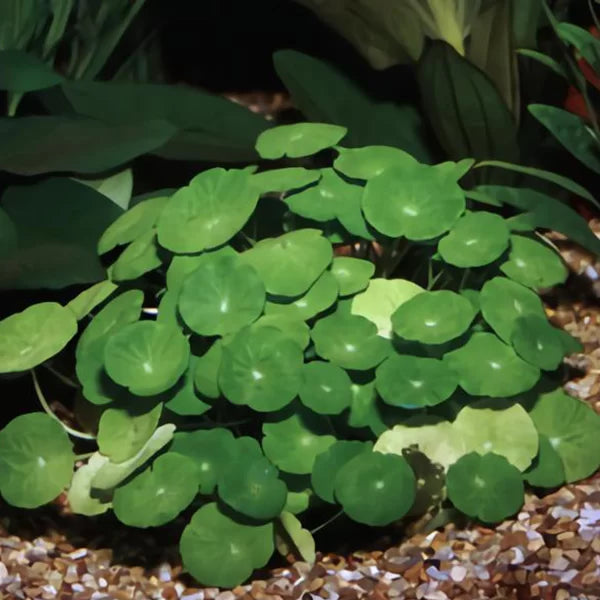 Hydrocotyle leucocephala ‘Brazilian Pennywort’ - Tissue Culture Cup