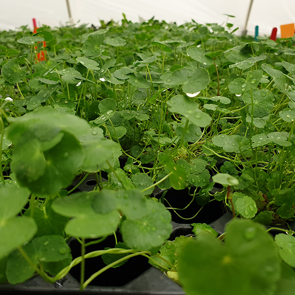 Hydrocotyle leucocephala ‘Brazilian Pennywort’ - 5cm Net Pot