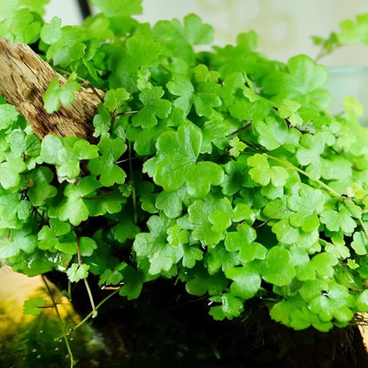 Hydrocotyle tripartita ‘Japan’ - Immersed Grown Net Pot