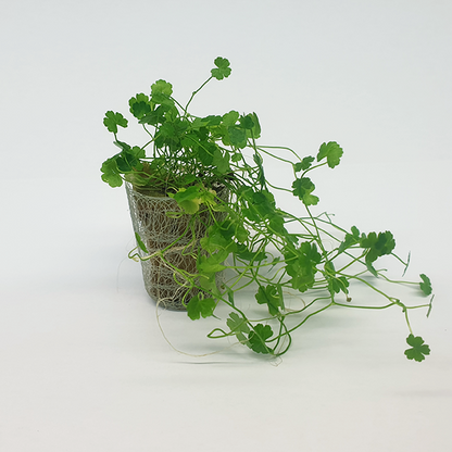 Hydrocotyle tripartita ‘Japan’ - Immersed Grown Net Pot