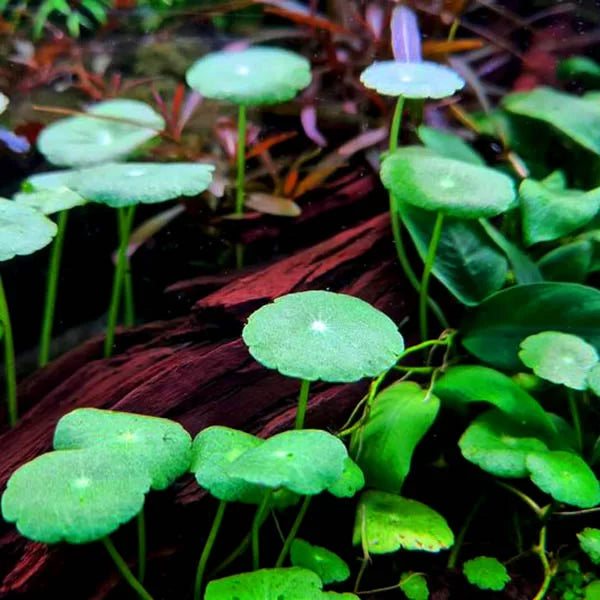 The Guppy Garden