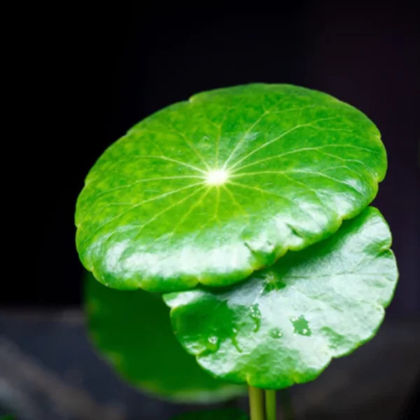 Hydrocotyle Verticillata ‘Shield Pennywort’ - Tissue Culture Cup