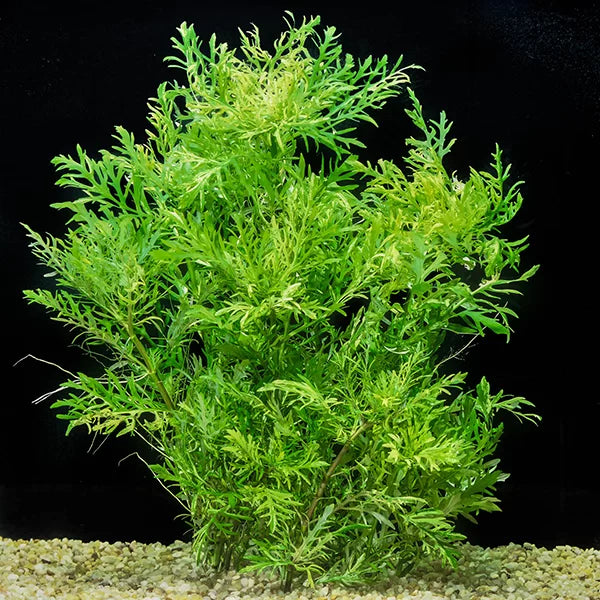 Hygrophila difformis ‘Water Wisteria’ - Tissue Culture Cup