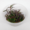 Hygrophila lancea ‘Araguaia’ Tissue Culture