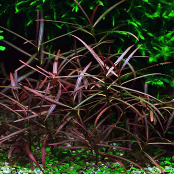 Hygrophila lancea ‘Araguaia’ - Immersed Grown Net Pot