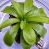 Pinguicula 'Emarginata x Weser' Butterwort Plant - Tissue Culture Cup