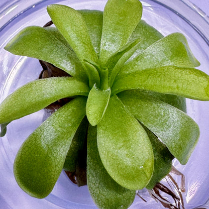 Pinguicula 'Emarginata x Weser' Butterwort Plant - Tissue Culture Cup