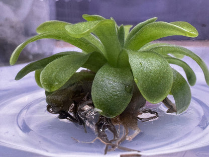 Pinguicula 'Emarginata x Weser' Butterwort Plant - Tissue Culture Cup