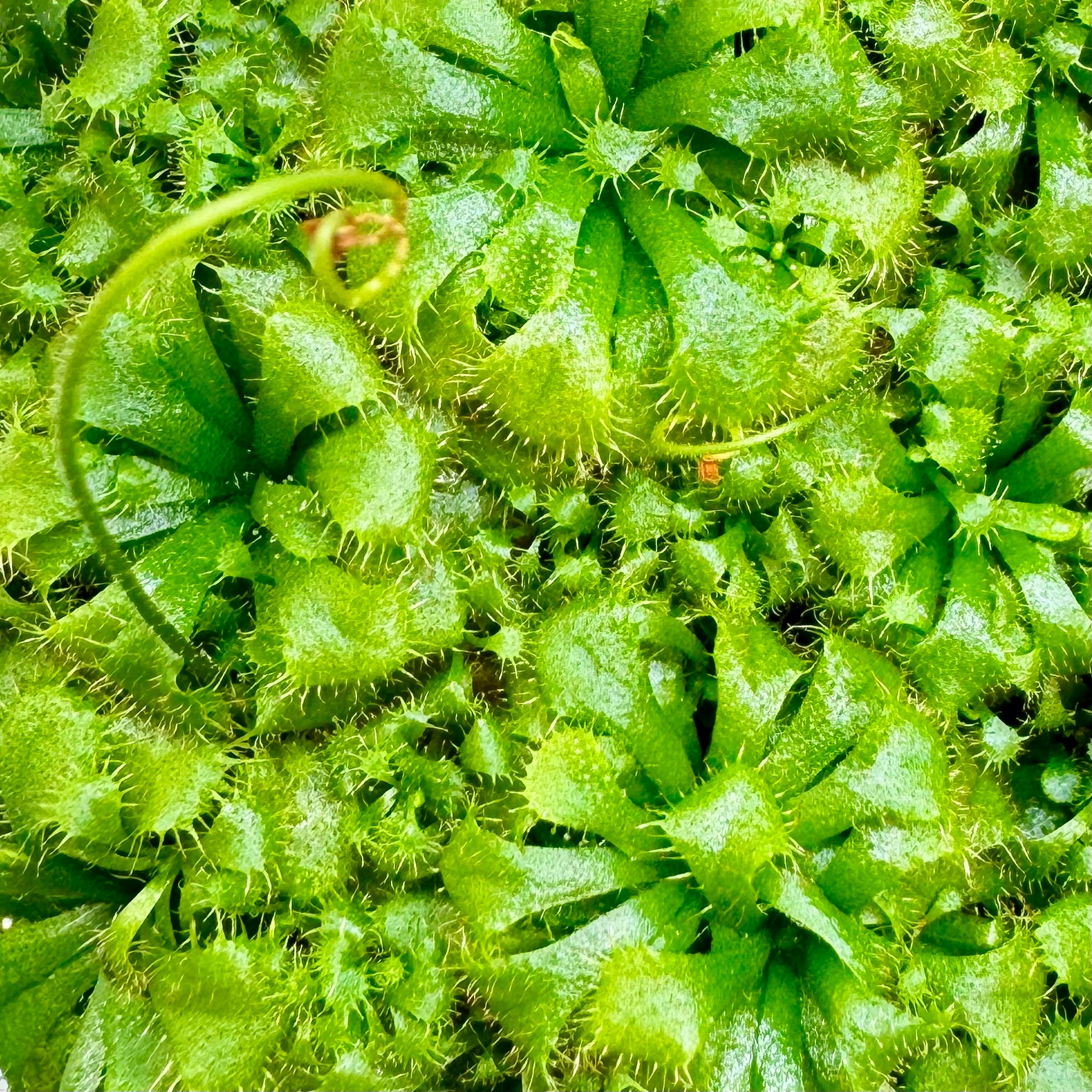 Drosera dielsiana 'Diels' Sundew' - Tissue Culture Plant