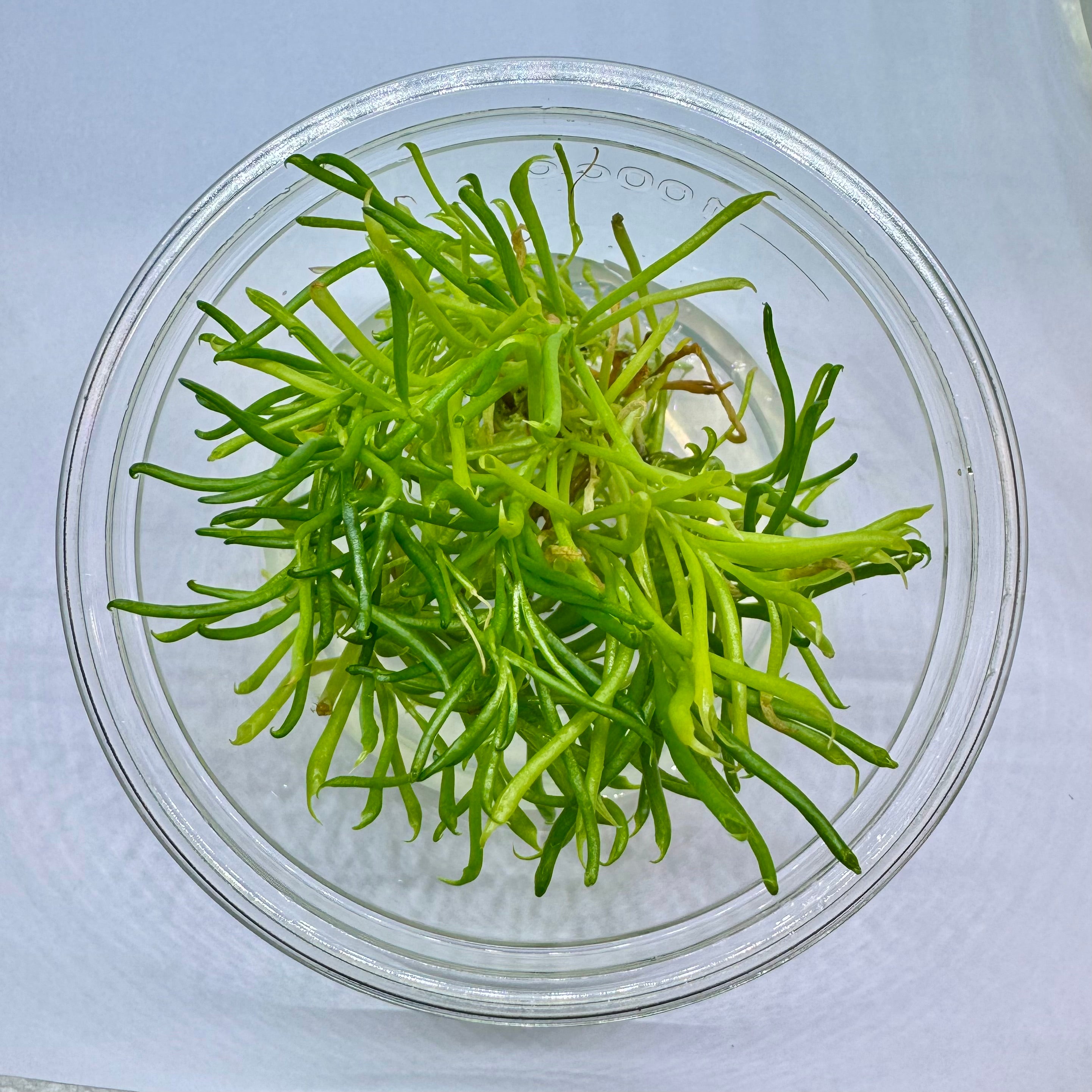 Darlingtonia californica 'Red Flower' Cobra Lily Plant - Tissue Culture Cup