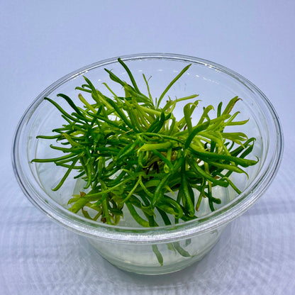 Darlingtonia californica ‘Othello’ Cobra Lily Plant - Tissue Culture Cup