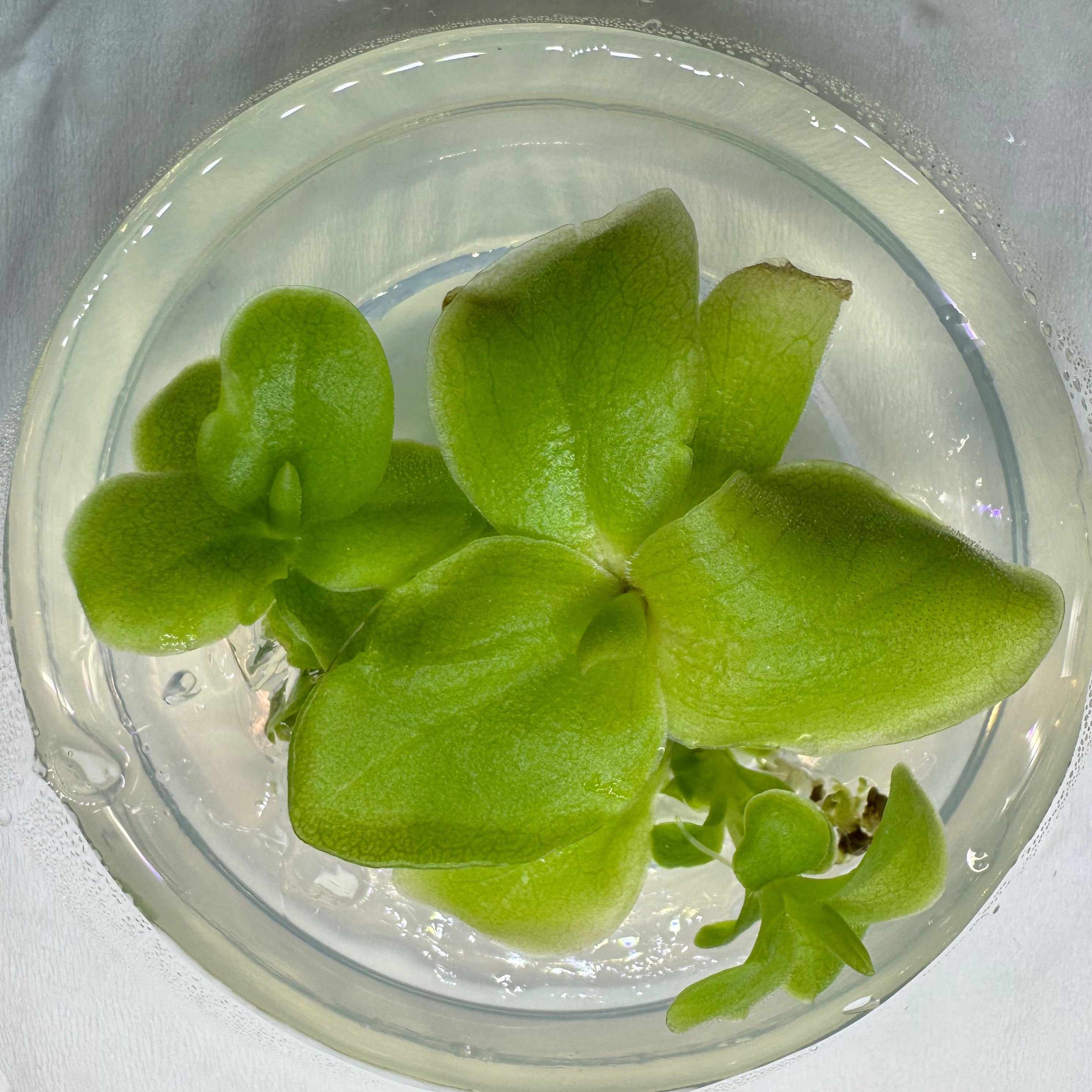 Pinguicula 'Weser x Javmavensis Butterwort Plant - Tissue Culture Cup